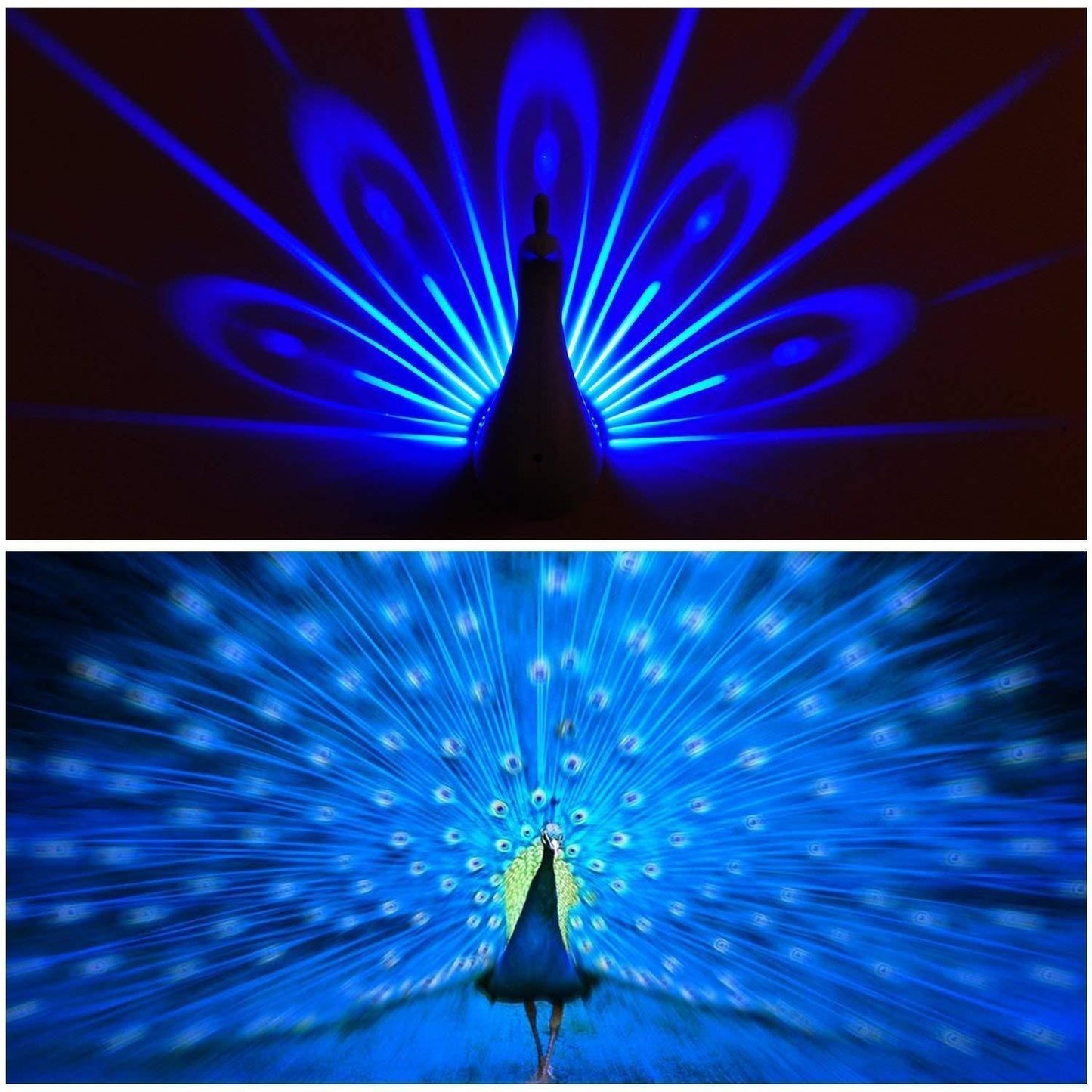 Peacock Pop Light